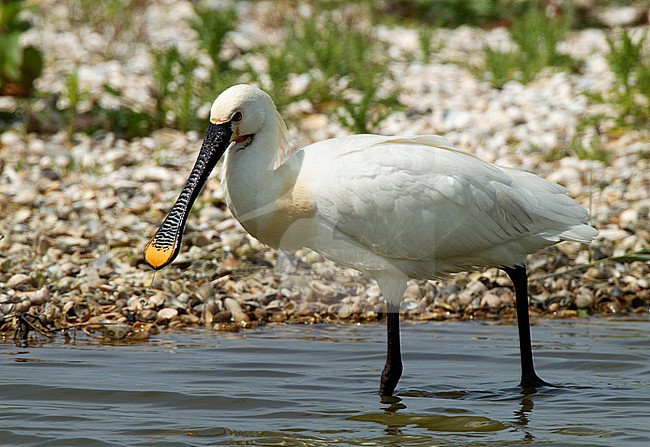 Eurasian Spoonbill (Platalea leucorodia) adult foraging stock-image by Agami/Roy de Haas,