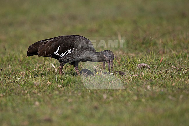 foraging adult Wattled Ibis (Bostrychia carunculata) on the ground walking around. It's endemic to the ethiopian highlands. stock-image by Agami/Mathias Putze,