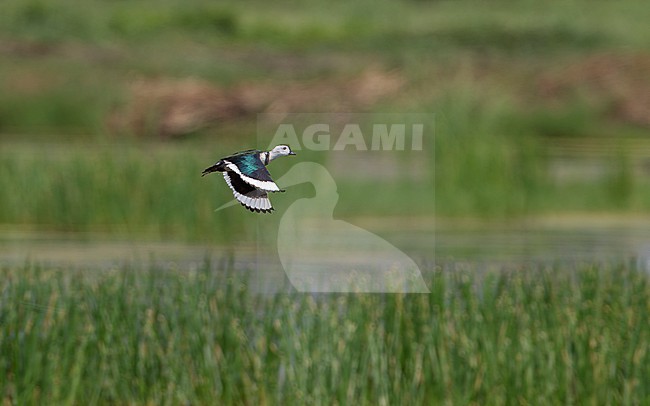 Cotton Pygmy Goose, Nettapus coromandelianus, at Muang Boran Fish Ponds Bangkok, Thailand. stock-image by Agami/Helge Sorensen,