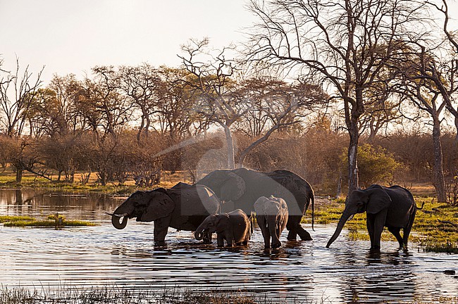 A herd of African elephants, Loxodonta africana, drinking water. Okavango Delta, Botswana. stock-image by Agami/Sergio Pitamitz,