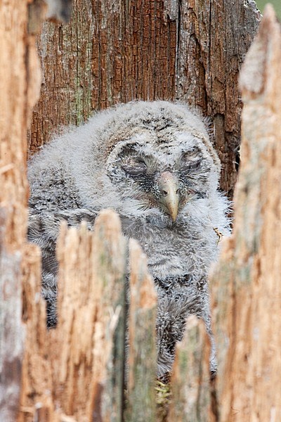 Jonge Oeraluil, Ural Owl juvenile stock-image by Agami/Jari Peltomäki,