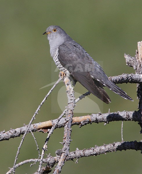 Volwassen mannetje Boskoekoek, Adult male Oriental Cuckoo stock-image by Agami/Mike Danzenbaker,