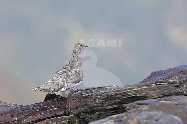 Rock Ptarmigan (Lagopus muta), summer plumage, pyrenaica subspecies, standing on rocks, with a blue green background, in French Pyrenees. stock-image by Agami/Sylvain Reyt,