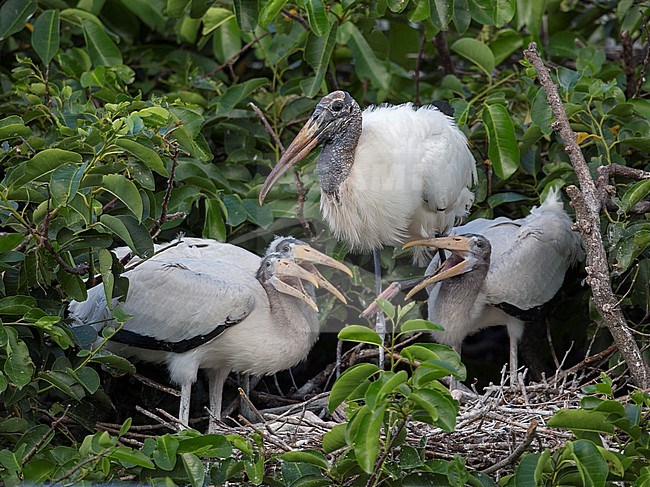 Wood Stork (Mycteria americana) nesting with three older chicks at Wakodahatchee Wetlands, Delray Beach, Florida, United States.  Compare to earlier photo. stock-image by Agami/Tom Friedel,
