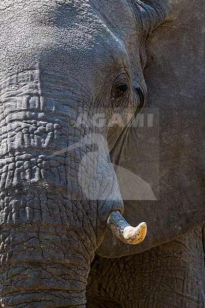 Close-up portrait of an African elephant, Loxodonta africana, in Okavango Delta's Khwai concession. Botswana. stock-image by Agami/Sergio Pitamitz,