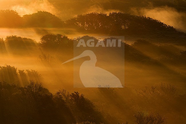 Uitzicht over mistige duinen tijdens zonsopkomst; Overview of misty dunes at sunrise stock-image by Agami/Menno van Duijn,