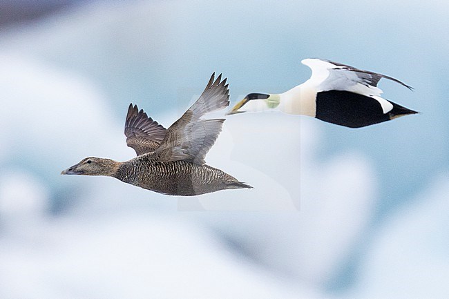 Common Eider (Somateria mollissima), side view of a pair in flight, Southern Region, Iceland stock-image by Agami/Saverio Gatto,