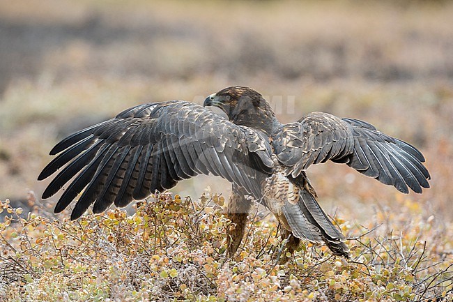 A Galapagos hawk, Buteo galapagoensis, opens its wings. Espanola Island, Galapagos, Ecuador stock-image by Agami/Sergio Pitamitz,