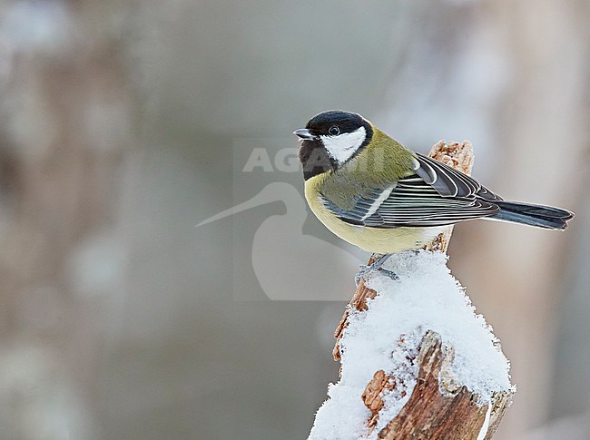 Great Tit (Parus major) wintering in Haukipudas, Finland. stock-image by Agami/Markus Varesvuo,