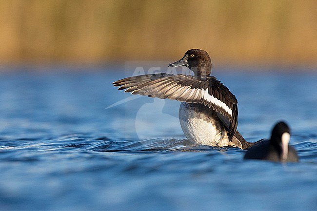 Tufted Duck (Aythya fuligula), side view of a female flapping its wings, Campania, Italy stock-image by Agami/Saverio Gatto,