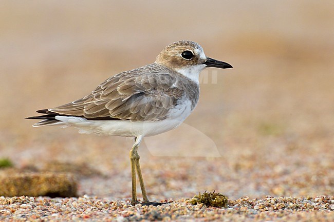 Woestijnplevier in eerste winterkleed; Greater Sand Plover in first winter plumage stock-image by Agami/Daniele Occhiato,