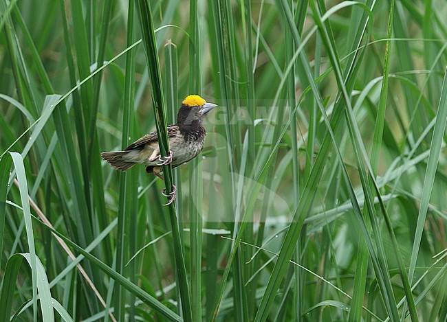 Male Black-breasted Weaver (Ploceus benghalensis) perched in reed bed in India. Also known as the Bengal weaver or black-throated weaver. stock-image by Agami/James Eaton,