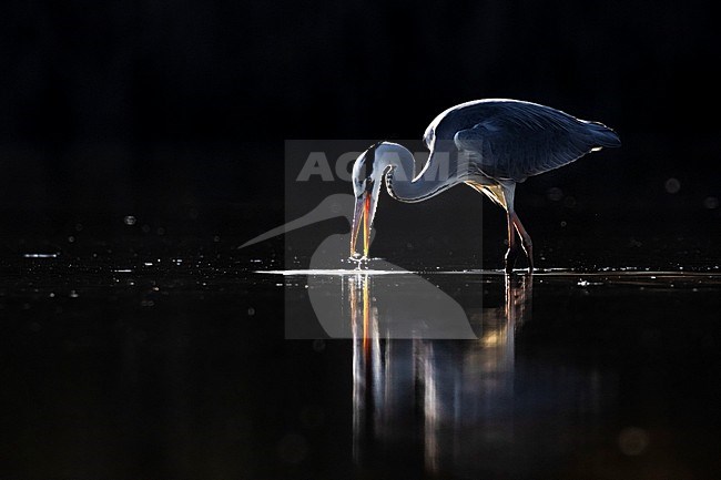 Grey Heron (Ardea cinerea) in Italy. stock-image by Agami/Daniele Occhiato,