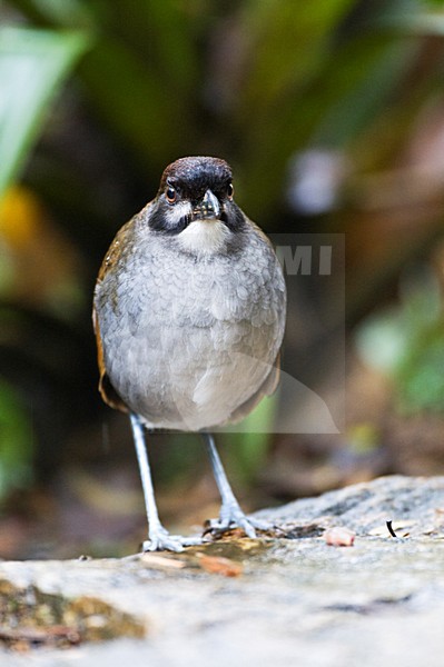 Jocotocomierpitta op bosbodem; Jocotoco Antpitta on forest floor stock-image by Agami/Marc Guyt,