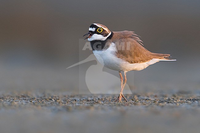 Little Ringed Plover (Charadrius dubius) standing on the shore of a lake in Italy. stock-image by Agami/Daniele Occhiato,