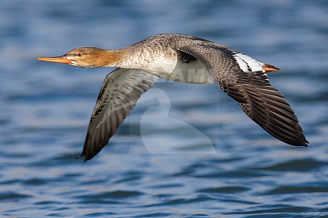 Red-breasted Merganser (Mergus serrator),  side view of a female-like bird in flight, Campania, Italy stock-image by Agami/Saverio Gatto,