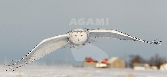 Sneeuwuil onvolwassen in vlucht; Snowy Owl immature in flight stock-image by Agami/Markus Varesvuo,
