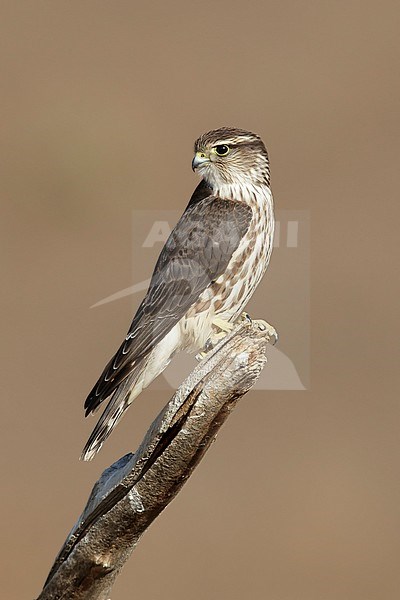 Adult female American Merlin (Falco columbarius columbarius) wintering in Riverside County, California. Perched on a dead branch against a brown background. stock-image by Agami/Brian E Small,