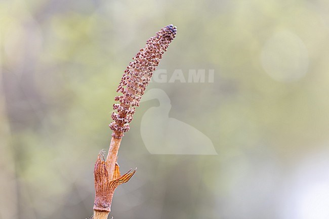 Spores stock-image by Agami/Onno Wildschut,