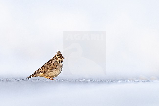 Boomleeuwerik, Wood Lark, Lullula arborea stock-image by Agami/Menno van Duijn,