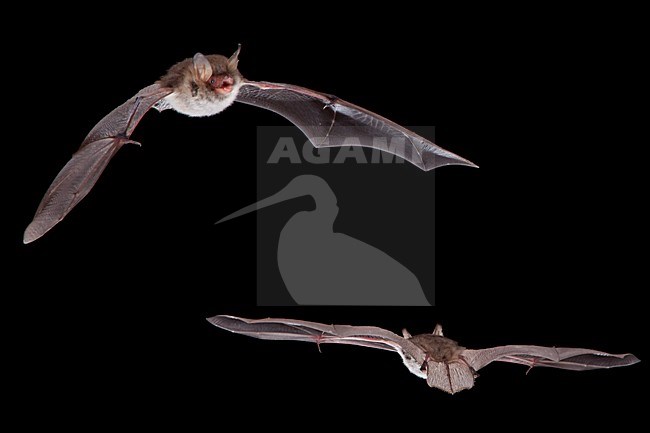 Franjestaart vliegend; Natterers bat flying stock-image by Agami/Theo Douma,