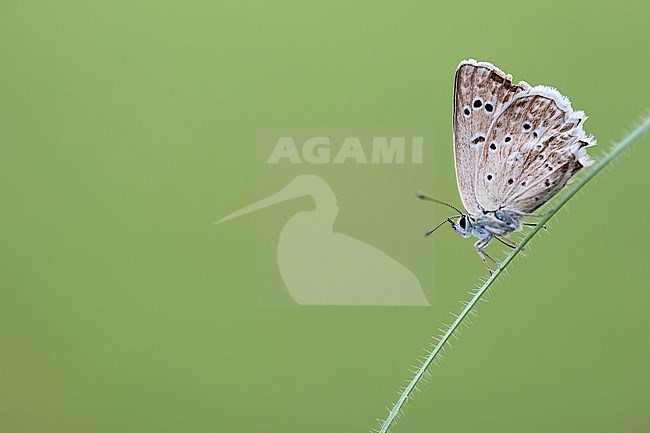 Female Meleager's Blue stock-image by Agami/Wil Leurs,