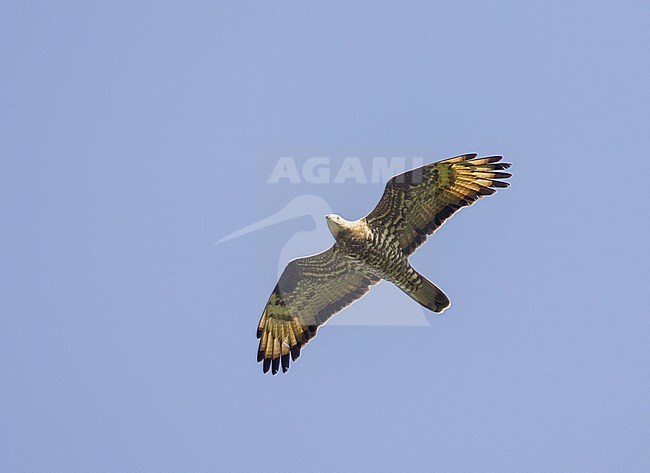  stock-image by Agami/Arie Ouwerkerk,