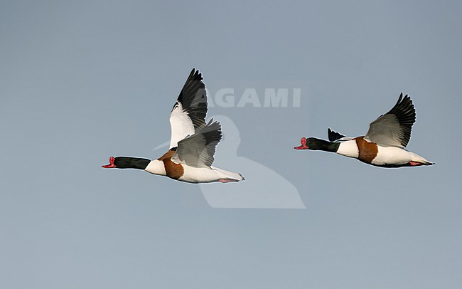 Common Shelduck (Tadorna tadorna) pair in fligth near Copenhagen, Denmark stock-image by Agami/Helge Sorensen,