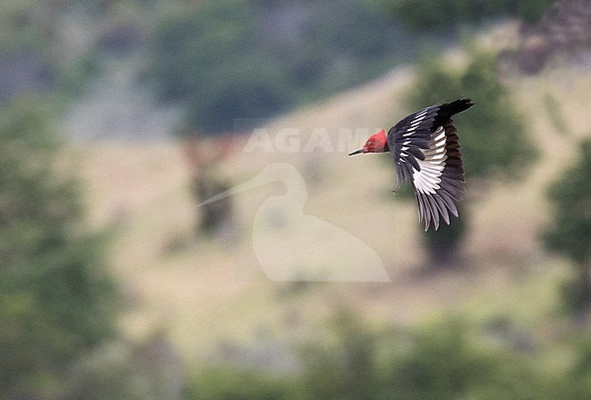 Magellanic Woodpecker (Campephilus magellanicus) in forest in mountain range in southern Chile. Male in flight. stock-image by Agami/Dani Lopez-Velasco,