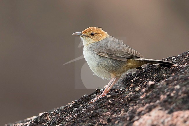 Rock-loving Cisticola (Cisticola aberrans emini) in Ghana. Subspecies of Lazy Cisticola. stock-image by Agami/Dubi Shapiro,