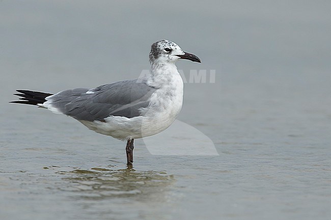 Adult non-breeding Laughing Gull (Larus atricilla) resting on in shallow water.
Galveston Co., TX
April 2016 stock-image by Agami/Brian E Small,