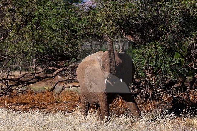 An elephant stands in a grove of trees and raises its trunk. Huab River Valley, Kunene, Namibia. stock-image by Agami/Sergio Pitamitz,