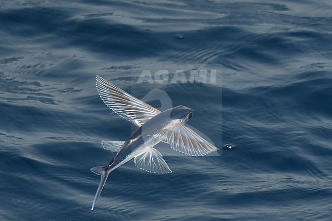 Flying fish species taking off from the ocean surface. stock-image by Agami/Laurens Steijn,