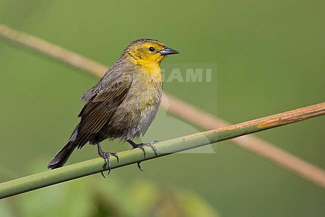 A female Yellow-hooded Blackbird (Chrysomus icterocephalus bogotensis) at Bogota, Colombia. stock-image by Agami/Tom Friedel,