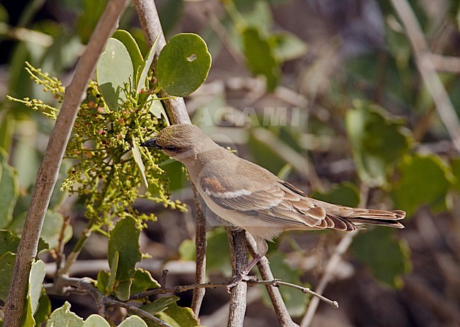 Geelhalsmus foeragerend op besjes; Chestnut-shouldered Petronia foraging on berries stock-image by Agami/Markus Varesvuo,