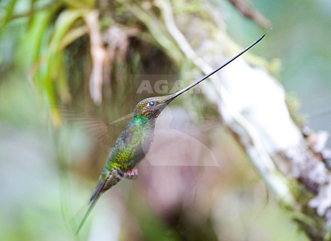 Zwaardkolibrie in vlucht; Sword-billed Hummingbird in flight stock-image by Agami/Marc Guyt,