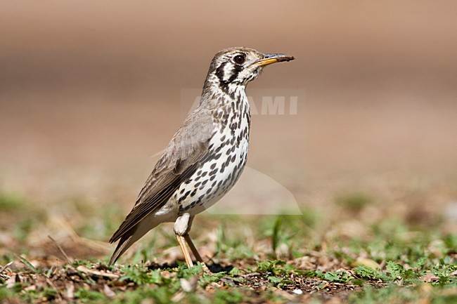 Groundscraper Thrush, Turdus litsitsirupa, in South Africa. Standing on the ground. stock-image by Agami/Marc Guyt,