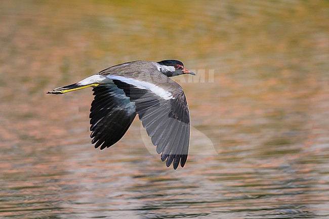 Red-wattled Lapwing, Vanellus indicus, in flight. stock-image by Agami/Sylvain Reyt,