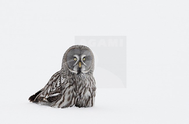Laplanduil zittend in sneeuw; Great Grey Owl perched in snow stock-image by Agami/Markus Varesvuo,