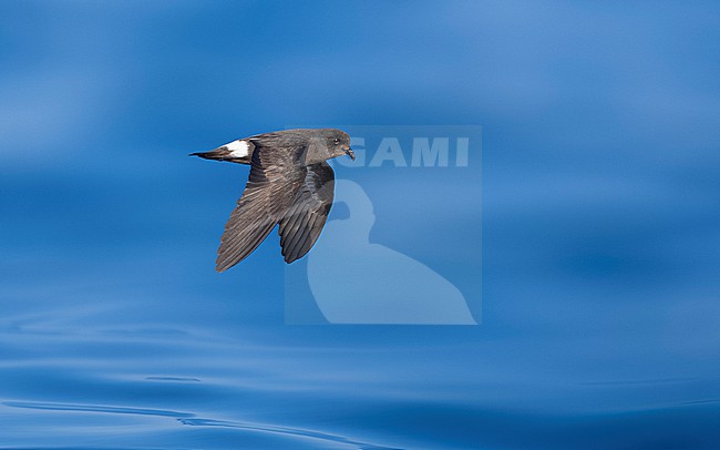 Mediterranean Storm-Petrel (Hydrobates pelagicus melitensis) flying off l'Ametlla de Mar, Spain. stock-image by Agami/Vincent Legrand,
