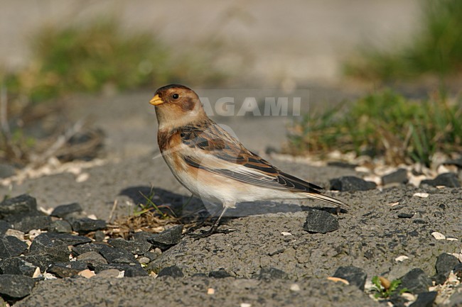 Sneeuwgors in winterkleed; Snow Bunting in winter plumage stock-image by Agami/Arie Ouwerkerk,