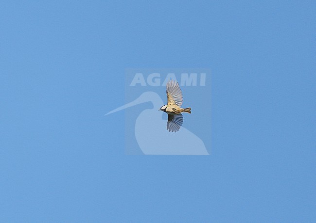Eurasian Coal Tit (Periparus ater) on migration flying against a blue sky showing underside and wings fully spread stock-image by Agami/Ran Schols,
