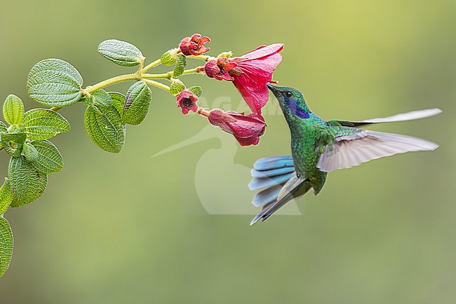Lesser Violetear (Colibri cyanotus) flying while feeding at a flower in Colombia, South America. stock-image by Agami/Glenn Bartley,