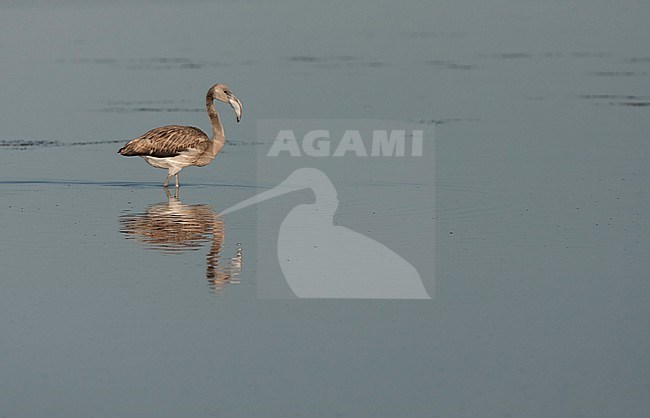 Immature Greater Flamingo (Phoenicopterus roseus) foraging on a pool on the beach of Tarifa, Spain stock-image by Agami/Marc Guyt,