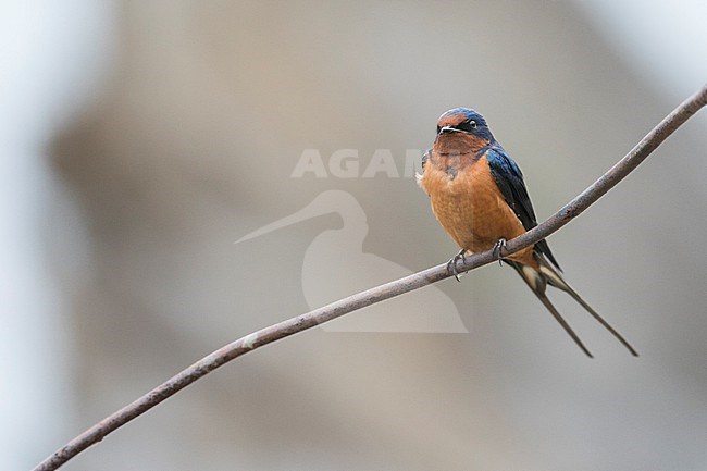 Barn Swallow - Rauchschwalbe - Hirundo rustica tytleri, Russia (Baikal), adult stock-image by Agami/Ralph Martin,