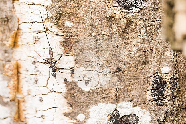 Stephanus serrator, Germany (Baden-Württemberg), imago, female stock-image by Agami/Ralph Martin,