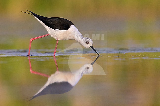 Black-winged Stilt (Himantopus himantopus), side view of an adult male picking up food from the water surface,  Campania, Italy stock-image by Agami/Saverio Gatto,