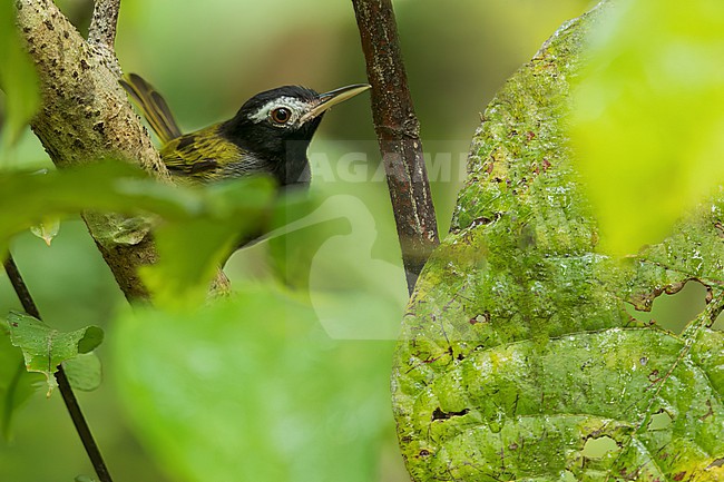 White-browed Tailorbird (Orthotomus nigriceps) Perched on a branch in the Philippines stock-image by Agami/Dubi Shapiro,