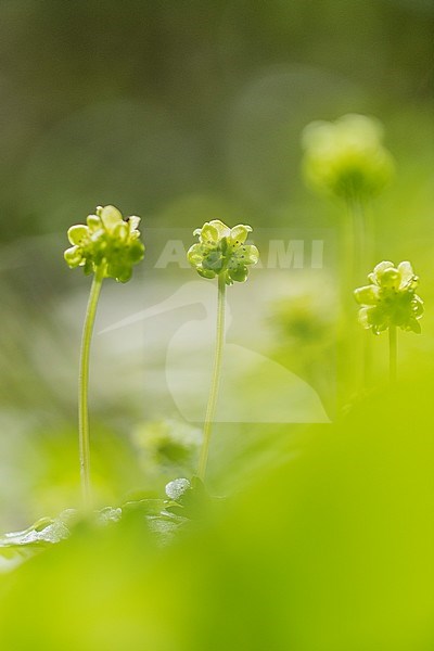 Muskuskruid, Moschatel stock-image by Agami/Wil Leurs,