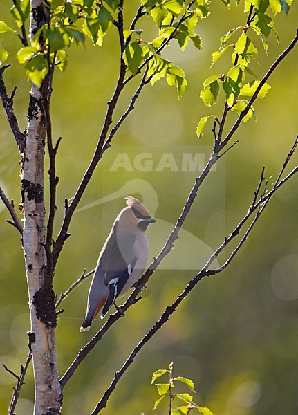 Pestvogel; Bohemian Waxwing stock-image by Agami/Markus Varesvuo,
